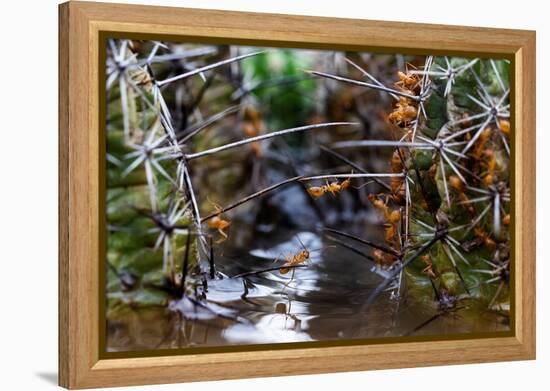 Ants crawling along cactus spines to escape floodwater, Texas-Karine Aigner-Framed Premier Image Canvas