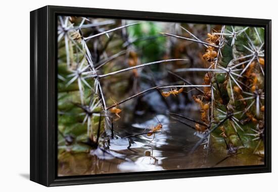 Ants crawling along cactus spines to escape floodwater, Texas-Karine Aigner-Framed Premier Image Canvas