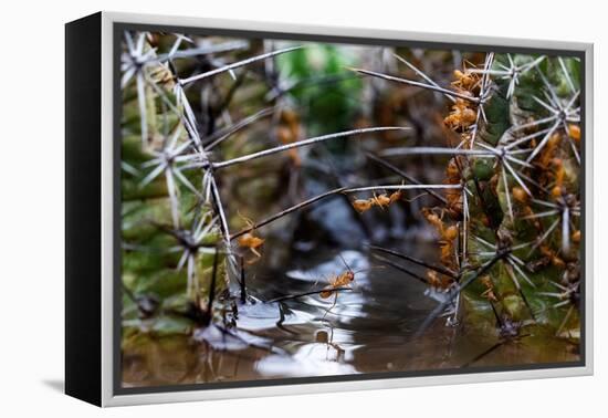 Ants crawling along cactus spines to escape floodwater, Texas-Karine Aigner-Framed Premier Image Canvas