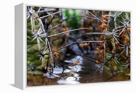 Ants crawling along cactus spines to escape floodwater, Texas-Karine Aigner-Framed Premier Image Canvas