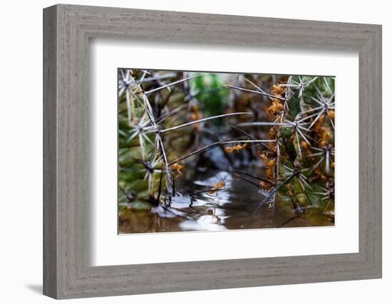 Ants crawling along cactus spines to escape floodwater, Texas-Karine Aigner-Framed Photographic Print