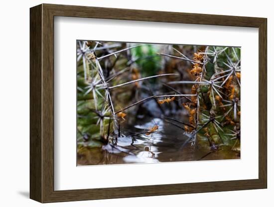 Ants crawling along cactus spines to escape floodwater, Texas-Karine Aigner-Framed Photographic Print