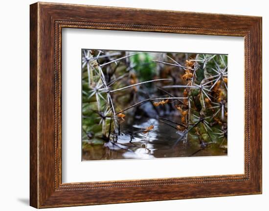 Ants crawling along cactus spines to escape floodwater, Texas-Karine Aigner-Framed Photographic Print