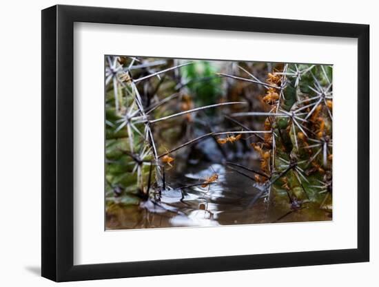 Ants crawling along cactus spines to escape floodwater, Texas-Karine Aigner-Framed Photographic Print