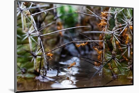 Ants crawling along cactus spines to escape floodwater, Texas-Karine Aigner-Mounted Photographic Print