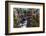 Ants crawling along cactus spines to escape floodwater, Texas-Karine Aigner-Framed Photographic Print