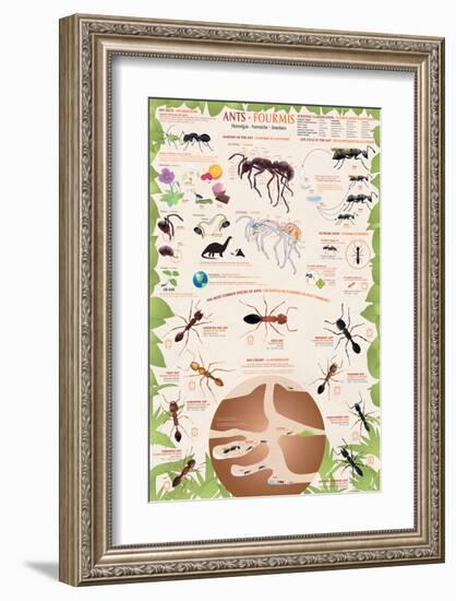 Ants-null-Framed Premium Giclee Print