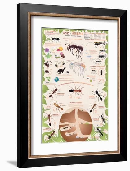 Ants-null-Framed Premium Giclee Print