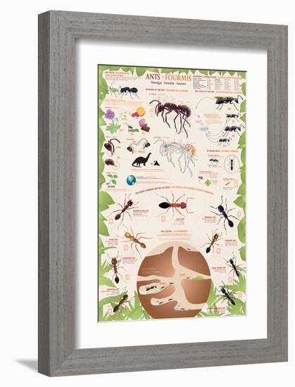 Ants-null-Framed Premium Giclee Print