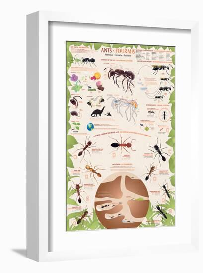 Ants-null-Framed Premium Giclee Print