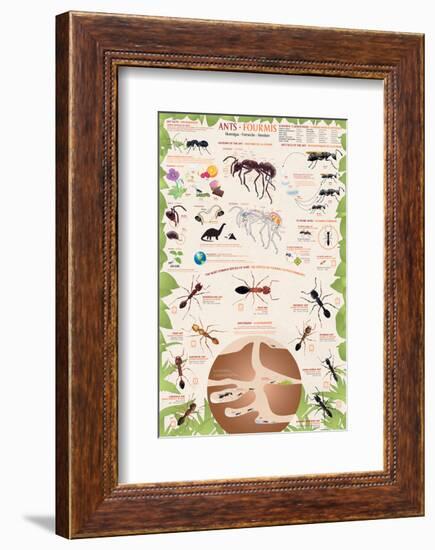 Ants-null-Framed Art Print