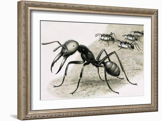 Ants-R. B. Davis-Framed Giclee Print