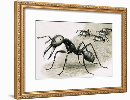 Ants-R. B. Davis-Framed Giclee Print