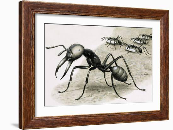 Ants-R. B. Davis-Framed Giclee Print