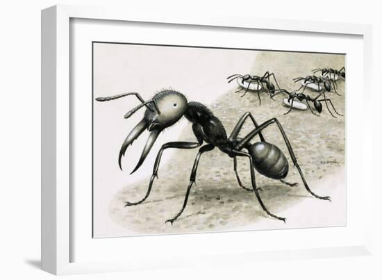 Ants-R. B. Davis-Framed Giclee Print