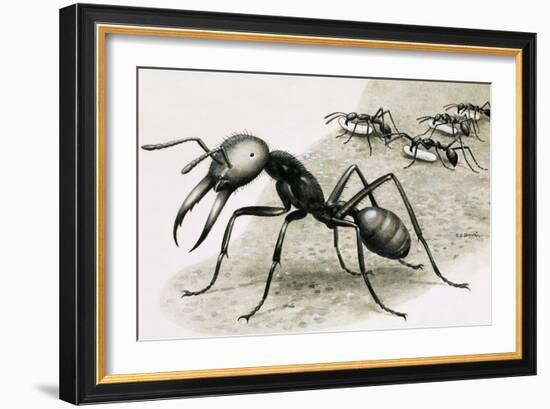 Ants-R. B. Davis-Framed Giclee Print