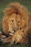 Male Lion (Panthera Leo) with Cub, Masai Mara National Reserve, Kenya-Anup Shah-Framed Photographic Print