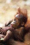 Orang-Utan (Pongo Pygmaeus) Holding Young, Close-Up, Gunung Leuser National Park, Indonesia-Anup Shah-Framed Photographic Print