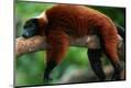Premium Photographic Print