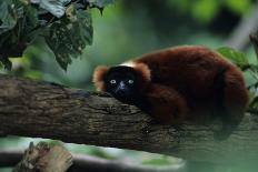 Red Ruffed Lemur (Varcia Variegata) Lying on Branch, Captive, Madagascar-Anup Shah-Photographic Print