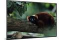 Premium Photographic Print