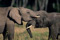 Two African Elephants (Loxodonta Africana), Standing Face to Face, Kenya-Anup Shah-Photographic Print