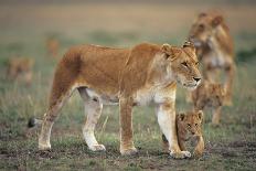 Male Lion (Panthera Leo) with Cub, Masai Mara National Reserve, Kenya-Anup Shah-Framed Photographic Print