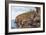 Anvil Point, Swanage-Alfred Robert Quinton-Framed Giclee Print