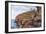 Anvil Point, Swanage-Alfred Robert Quinton-Framed Giclee Print