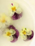 Bowl Filled with Frozen Water and Little Violets-Anyka-Photographic Print