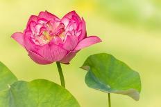 Beautiful Pink Water Lily and Leaves in Pond-Anyka-Photographic Print
