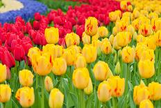 Multicolored Tulips on the Flowerbed-anytka-Photographic Print