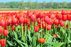 Red Tulips Field in Holland-anytka-Photographic Print