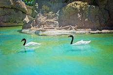 Two Black-Necked Swans-anytka-Framed Photographic Print