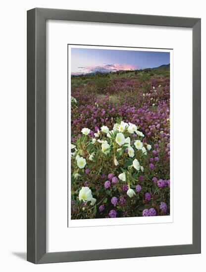 Anza Flower Meadow II-Donald Paulson-Framed Giclee Print