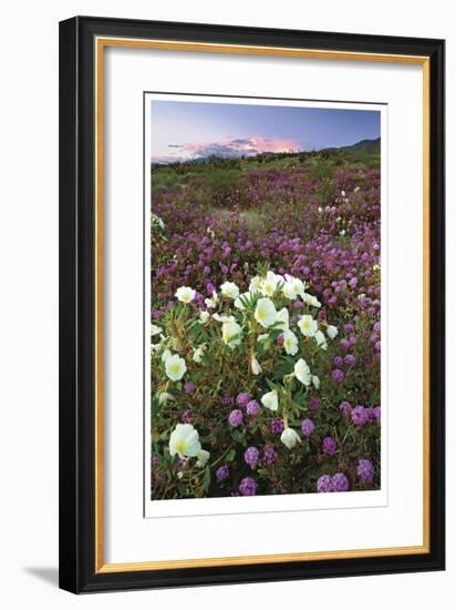 Anza Flower Meadow II-Donald Paulson-Framed Giclee Print