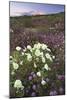 Anza Flower Meadow II-Donald Paulson-Mounted Giclee Print