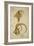 Aoudad and Jaela, C.1860-John Hanning Speke-Framed Giclee Print