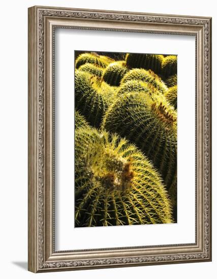 Apache Junction, Arizona, USA. Cactus-Jolly Sienda-Framed Photographic Print