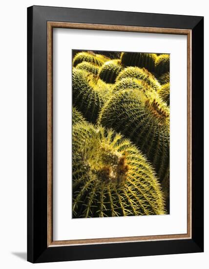 Apache Junction, Arizona, USA. Cactus-Jolly Sienda-Framed Photographic Print