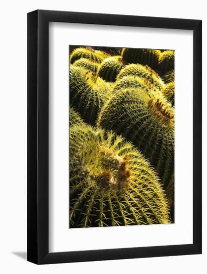 Apache Junction, Arizona, USA. Cactus-Jolly Sienda-Framed Photographic Print