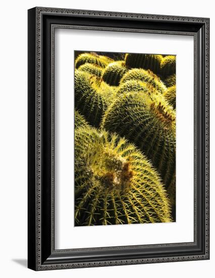 Apache Junction, Arizona, USA. Cactus-Jolly Sienda-Framed Photographic Print