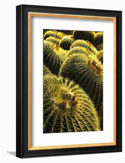 Apache Junction, Arizona, USA. Cactus-Jolly Sienda-Framed Photographic Print