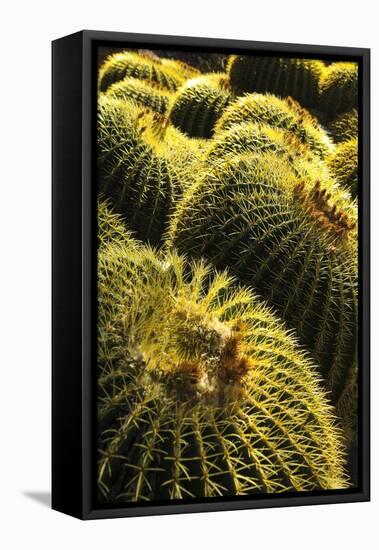 Apache Junction, Arizona, USA. Cactus-Jolly Sienda-Framed Premier Image Canvas