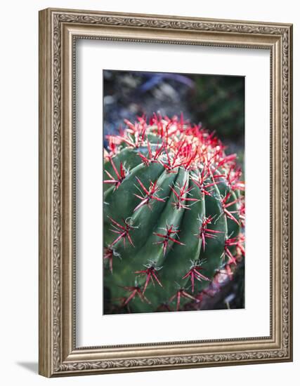 Apache Junction, Arizona, USA, Flowering cactus-Jolly Sienda-Framed Photographic Print