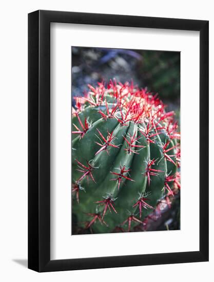 Apache Junction, Arizona, USA, Flowering cactus-Jolly Sienda-Framed Photographic Print