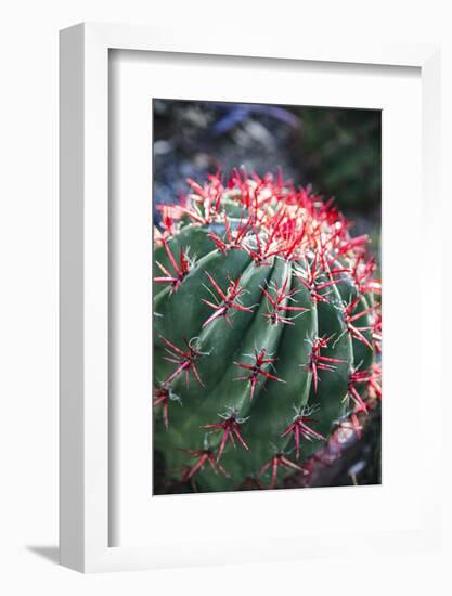 Apache Junction, Arizona, USA, Flowering cactus-Jolly Sienda-Framed Photographic Print