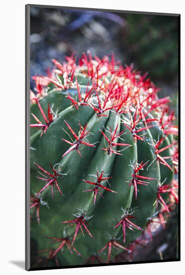 Apache Junction, Arizona, USA, Flowering cactus-Jolly Sienda-Mounted Photographic Print
