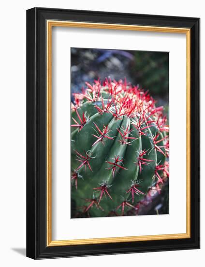 Apache Junction, Arizona, USA, Flowering cactus-Jolly Sienda-Framed Photographic Print