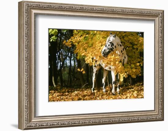 Apaloosa Horse-null-Framed Photographic Print